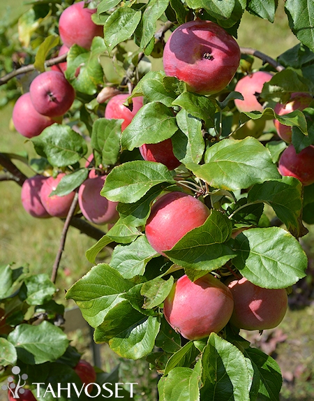 Malus domestica Safran Pohjola tarhaomenapuu